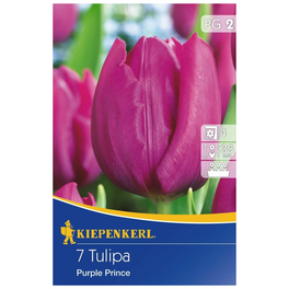 Tulpe Purple Prince, Lila, 7 Blumenzwiebeln