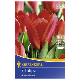 Tulpen kaufmanniana Tulipa
