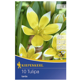 Tulpen tarda Tulipa