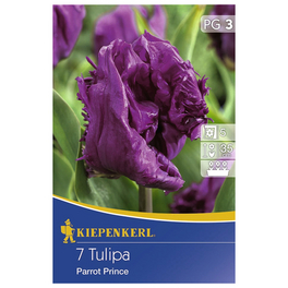 Tulpen x Hybrida Tulipa