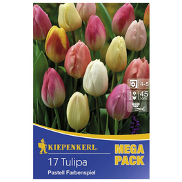 Tulpen x Hybrida Tulipa