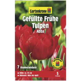 Tulpen X hybrida Tulipa »Abba«