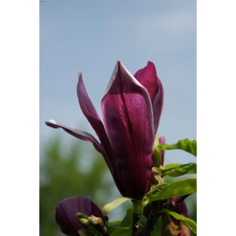 Tulpenmagnolie, Magnolia soulangiana »Black Beauty«, Blätter: grün, Blüten: lila
