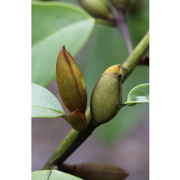 Tulpenmagnolie, Magnolia soulangiana »Fairy-Magnolie Cream® «, Blätter: grün, Blüten: weiß