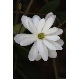 Tulpenmagnolie, Magnolia soulangiana »Fairy-Magnolie White® «, Blätter: grün, Blüten: weiß