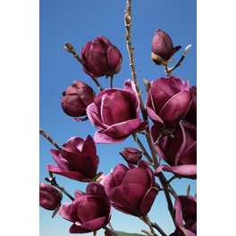 Tulpenmagnolie, Magnolia soulangiana »Genie«, Blätter: grün, Blüten: dunkelviolett