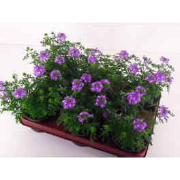 Verbene, Verbena Hybriden »Lanai-Sorten«, Blüte: gemischt, einfach