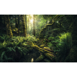 Vliestapete »Elves Cathedral«, Breite 450 cm, seidenmatt