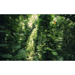 Vliestapete »Green Leaves «, Breite 450 cm, seidenmatt