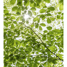 Vliestapete »Im Frühlingswald«, Breite 250 cm, seidenmatt