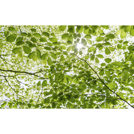Vliestapete »Im Frühlingswald«, Breite 450 cm, seidenmatt
