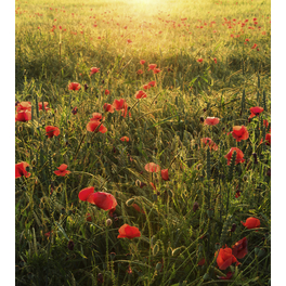 Vliestapete »Poppy World«, Breite 250 cm, seidenmatt