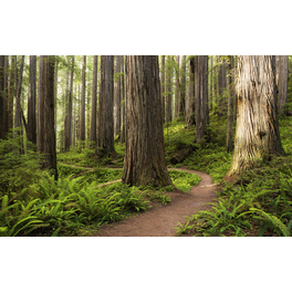Vliestapete »Redwood Trail«, Breite 450 cm, seidenmatt