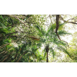 Vliestapete »Touch the Jungle «, Breite 450 cm, seidenmatt