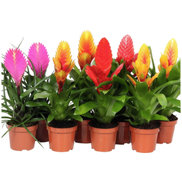 Vriesea, Vriesea Hybriden, mehrfarbig