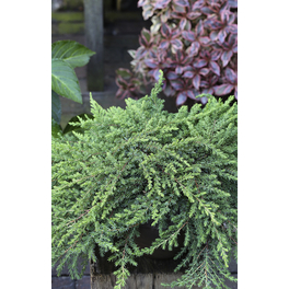 Wacholder, Juniperus communis »Green Mantle«, immergrün