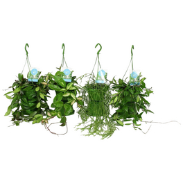 Wachsblume-Ampel, Hoya Mix, Farbe Blatt: grün