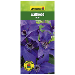 Waldrebe, Clematis »Blau«, Blüte: blau