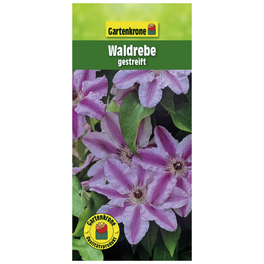Waldrebe, Clematis »Gestreift«, Blüte: zweifarbig