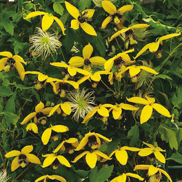 Waldrebe, Clematis »Gold Harvest«, Blüte: gelb