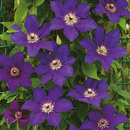 Waldrebe, Clematis »Königskind«, Blüte: blau