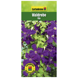 Waldrebe, Clematis »Lila«, Blüte: violett