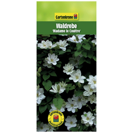 Waldrebe, Clematis »Madame Le Coultre«, weiß, winterhart