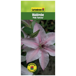 Waldrebe, Clematis »Pink Fantasy«, Blüte: rosa/pink
