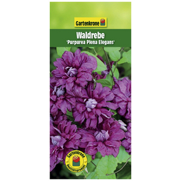 Waldrebe, Clematis »Purp. Plena Elegans«, Blüte: dunkelrosa