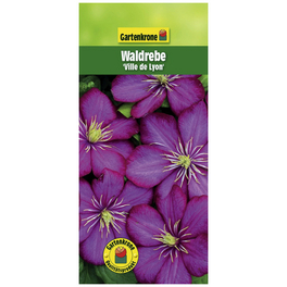 Waldrebe, Clematis »Ville de Lyon«, Blüte: rosa/pink