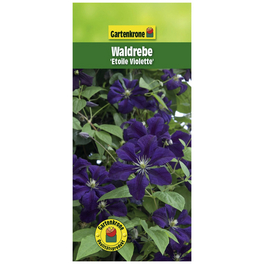 Waldrebe, Clematis viticella »Etoile Violette«, Blüte: violett