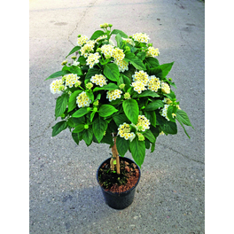 Wandelroeschen, Lantana camara, Blüte: Weiß Wandelroeschen, Lantana camara, Blüte: Weiß