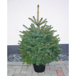 Echte Weihnachtsbäume