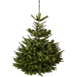 Weihnachtsbaum, Nordmanntanne , 125 - 150 cm