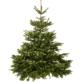 Weihnachtsbaum, Nordmanntanne , 200 - 250 cm