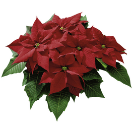 Weihnachtsstern, Euphorbia pulcherrima, Blütenfarbe: rot Weihnachtsstern, Euphorbia pulcherrima, Blütenfarbe: rot