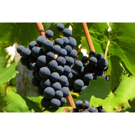 Weinrebe »Vitis vinifera Attika«