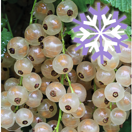Weiße Johannisbeere, Ribes sativum »Polar Fruits®«, Frucht: weiß, zum Verzehr geeignet