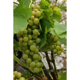 Weiße Weinrebe, Vitis vinifhera »Bianca«, Frucht: grün-gelb, zum Verzehr geeignet