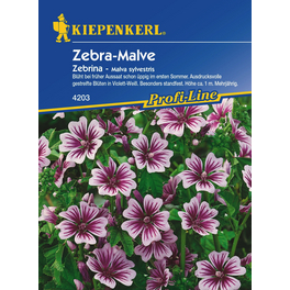 Wilde Malve »Zebrina«, ca. 50 Pflanzen