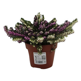 Winterheide, Erica darleyensis »Twin«, max. Wuchshöhe: 20 cm, Blüte: zweifarbig