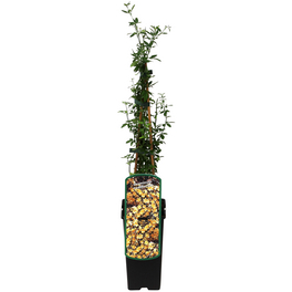 Winterjasmin, Jasminum nudiflorum, Blüte: gelb