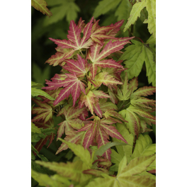 Winterschneeball, Viburnum bodnantense »Charles Lamont«, Blätter: grün, Blüten: creme/rosa