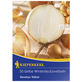 Wintersteckzwiebel cepa Allium Wintersteckzwiebel cepa Allium