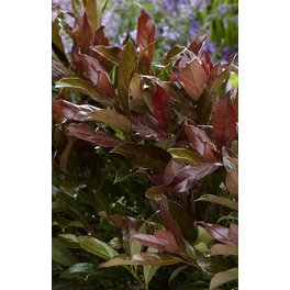 Wohlriechender Schneeball, Viburnum odoratissima »Coppertop«, Blätter: grün, Blüten: weiß