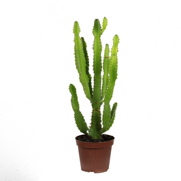 Wolfsmilch, Euphorbia Triangularis