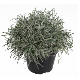 Wuestensegge, Ficinia truncata »Ice Crystal«, Pflanzenhöhe: 15-25 cm, weiß/grün