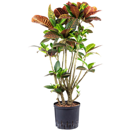 Wunderstrauch, Codiaeum »Petra«, im Kunststoff-Kulturtopf Wunderstrauch, Codiaeum »Petra«, im Kunststoff-Kulturtopf