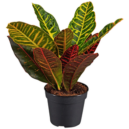 Wunderstrauch, Codiaeum variegatum »Petra«, im Kunststoff-Kulturtopf Wunderstrauch, Codiaeum variegatum »Petra«, im Kunststoff-Kulturtopf