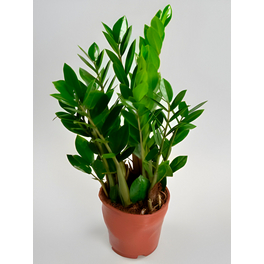 bonsai ficus ginseng ingrijire Bonsa Ficus Ginseng Pot Plastique D.14 H.40 cm Bonsa de Bureau  i  Giardini di Giulia